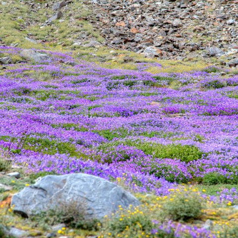 IMG 0406 2 7 2 8 2Enhancer : 2011, Himalayas, India, Zanskar, hdr result
