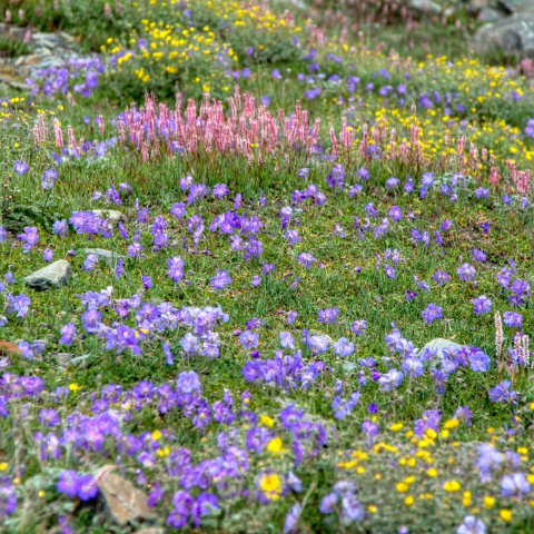 IMG 0412 2 3 2 4 2Enhancer : 2011, Himalayas, India, Zanskar, hdr result