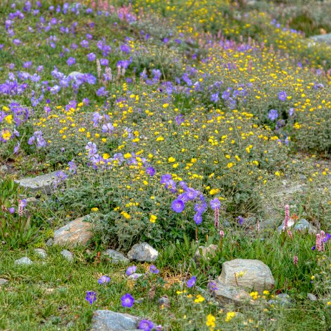 IMG 0415 2 6 2 7 2Enhancer : 2011, Himalayas, India, Zanskar, hdr result