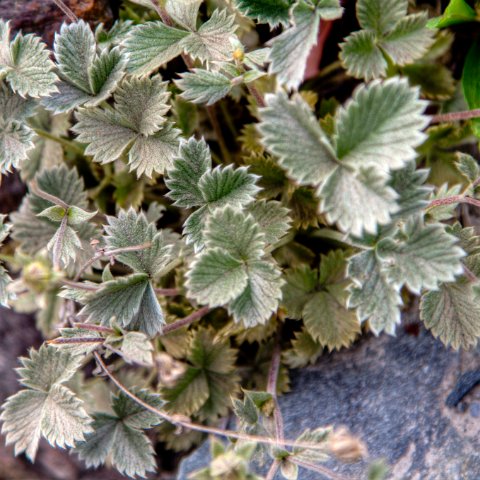 IMG 0433 2 4 2 5 2Enhancer : 2011, Himalayas, India, Zanskar, hdr result