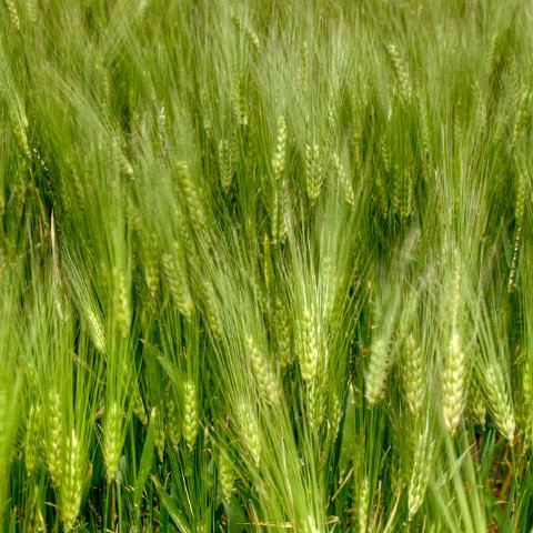 IMG 3232 2 3 2 4 2Enhancer : 2011, Himalayas, India, Zanskar, hdr result