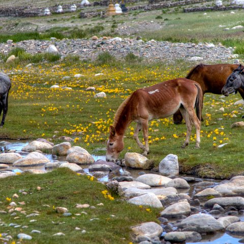 IMG 3946 2 7 2 8 2 : 2011, Himalayas, India, Zanskar, hdr basis
