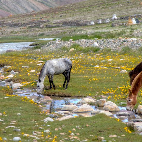 IMG 3949 2 50 2 51 2 : 2011, Himalayas, India, Zanskar, hdr basis