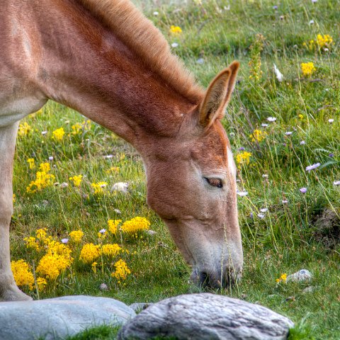 IMG 4051 2 2 2 3 2-2 : 2011, Himalayas, India, Zanskar, hdr basis