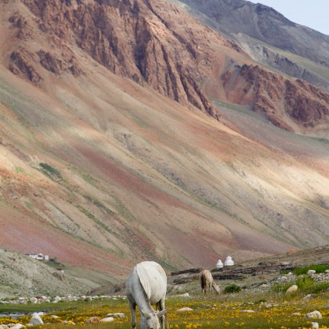 IMG 4058 2 : 2011, Himalayas, India, Zanskar, hdr basis