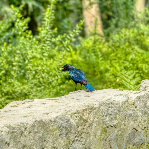 IMG 6253 3 4 3 5 3 : 2011, Himalayas, India, Manali, Zanskar, hdr basis