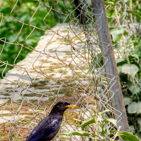 IMG 6256 3 7 3 8 3Enhancer : 2011, Himalayas, India, Zanskar, hdr result