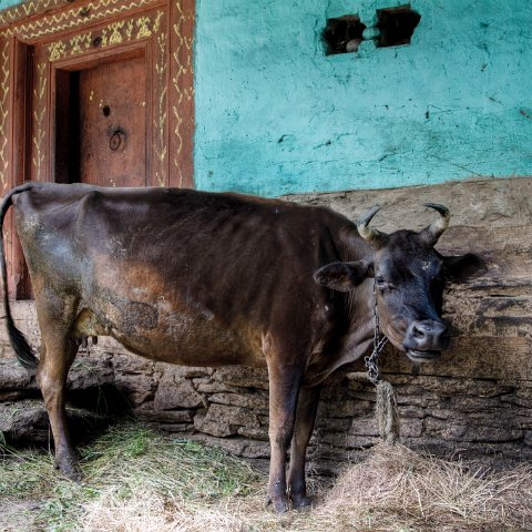 IMG 6262 3 3 3 4 3 : 2011, Himalayas, India, Manali, Zanskar, hdr basis