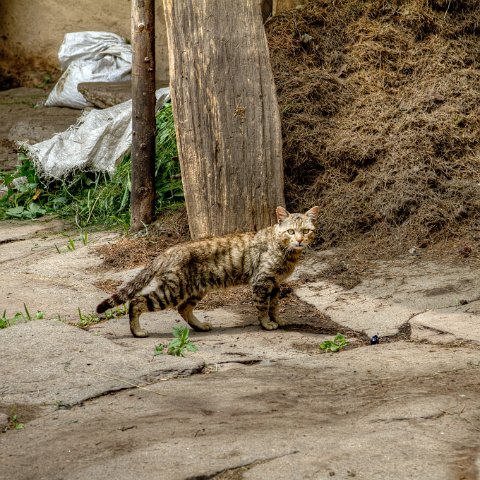 IMG 6271 3 2 3 3 3 : 2011, Himalayas, India, Manali, Zanskar, hdr basis