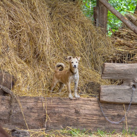 IMG 6286 3 7 3 8 3 : 2011, Himalayas, India, Manali, Zanskar, hdr basis