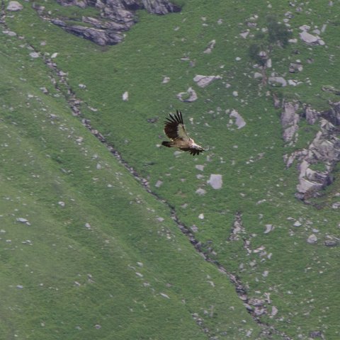 IMG 7104 2 : 2011, Himalayas, India, Zanskar