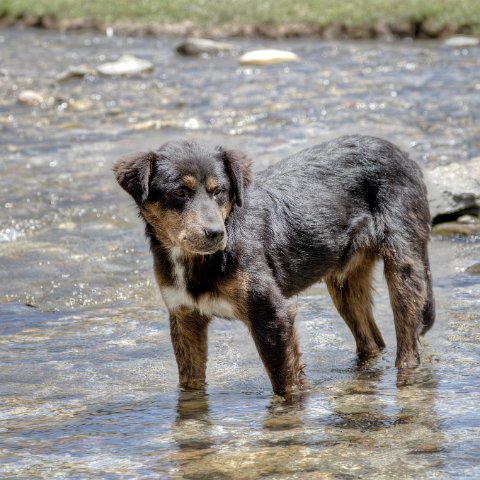 IMG 9750 2 1 2 2 2 : 2011, Himalayas, India, Zanskar, hdr basis