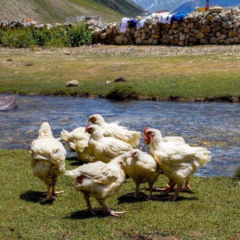 IMG 9762 2 3 2 4 2 : 2011, Himalayas, India, Zanskar, hdr basis