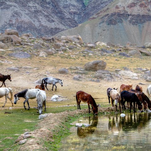 IMG 9995 6 7 : 2011, Himalayas, India, Zanskar, hdr basis