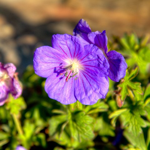 IMG 0602 2 3 2 4 2Enhancer : 2011, Flowers, Himalayas, India, Zanskar, hdr result