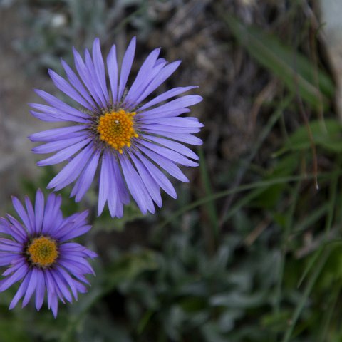 IMG 0709 2 : 2011, Flowers, Himalayas, India, Zanskar