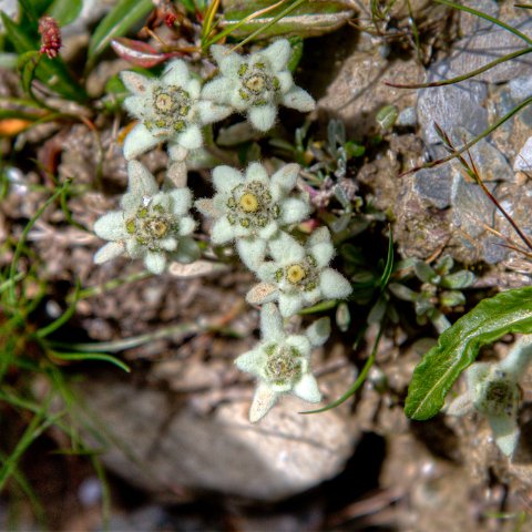 IMG 0725 2 6 2 7 2Enhancer : 2011, Flowers, Himalayas, India, Zanskar, hdr result