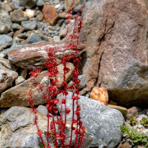 IMG 0854 2 5 3 6 2Enhancer : 2011, Flowers, Himalayas, India, Zanskar, hdr result