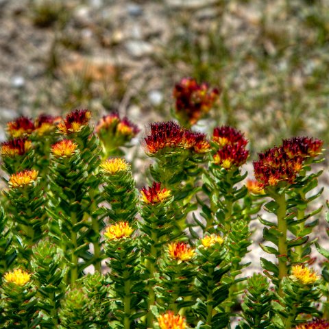 IMG 0857 2 8 2 9 2Enhancer : 2011, Flowers, Himalayas, India, Zanskar, hdr result