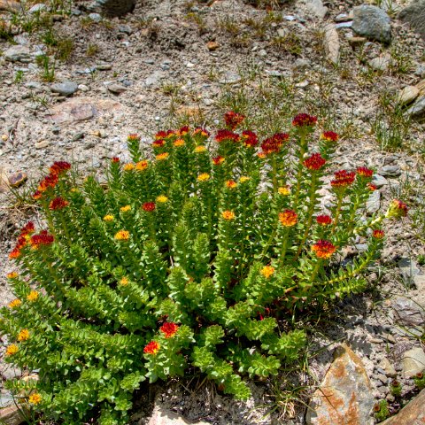 IMG 0863 2 4 2 5 2Enhancer : 2011, Flowers, Himalayas, India, Zanskar, hdr result
