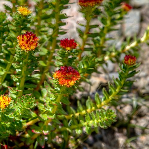 IMG 0866 2 7 2 8 2Enhancer : 2011, Flowers, Himalayas, India, Zanskar, hdr result
