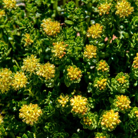 IMG 1115 2 6 2 7 2Enhancer : 2011, Flowers, Himalayas, India, Zanskar, hdr result