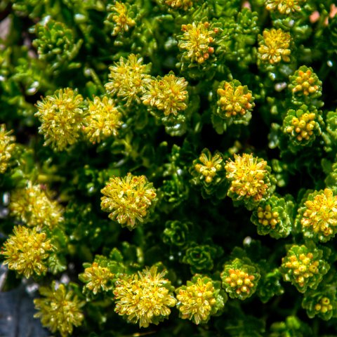 IMG 1118 2 19 2 20 2Enhancer : 2011, Himalayas, India, Zanskar, hdr result