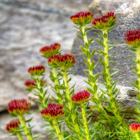 IMG 1666 2 7 2 8 2Enhancer : 2011, Flowers, Himalayas, India, Plants, Zanskar, hdr result
