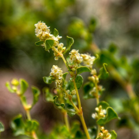 IMG 1938 2 39 2 40 2Enhancer : 2011, Flowers, Himalayas, India, Plants, Zanskar, hdr result