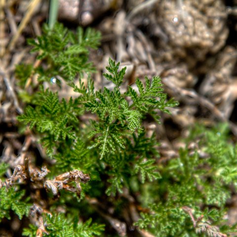 IMG 1941 2 2 2 3 2Enhancer : 2011, Flowers, Himalayas, India, Zanskar, hdr result