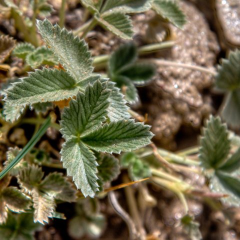 IMG 1944 2 5 2 6 2Enhancer : 2011, Flowers, Himalayas, India, Zanskar, hdr result