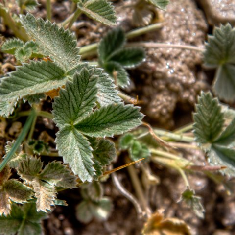 IMG 1947 2 8 2 9 2Enhancer : 2011, Flowers, Himalayas, India, Plants, Zanskar, hdr result