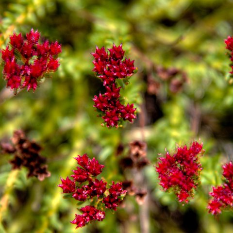 IMG 1953 2 4 2 5 2Enhancer : 2011, Flowers, Himalayas, India, Zanskar, hdr result