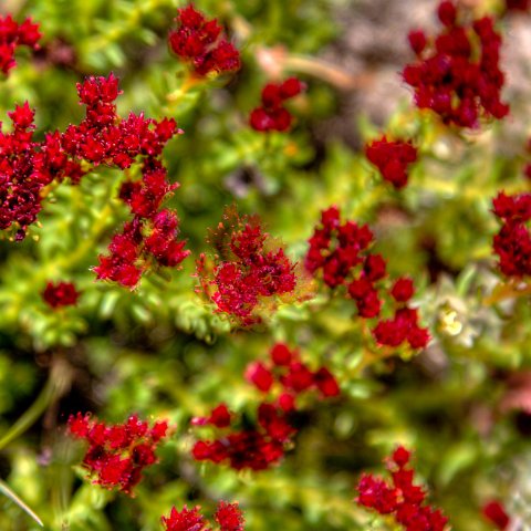 IMG 1956 2 7 2 8 2Enhancer : 2011, Flowers, Himalayas, India, Zanskar, hdr result