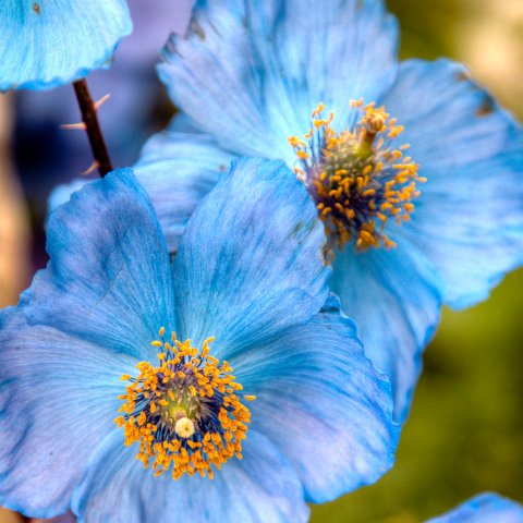 IMG 2145 2 6 2 7 2Enhancer : 2011, Flowers, Himalayas, India, Plants, Zanskar, hdr result