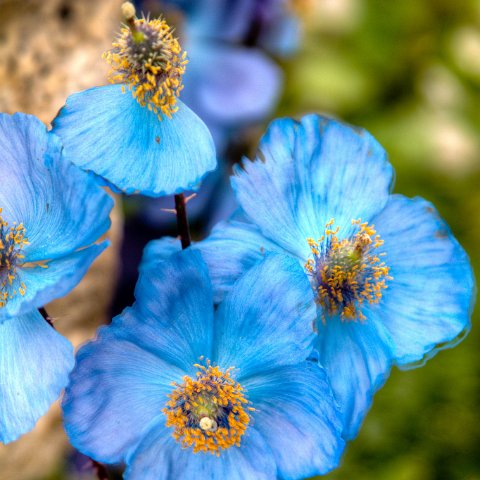IMG 2148 2 49 2 50 2Enhancer : 2011, Flowers, Himalayas, India, Zanskar, hdr result