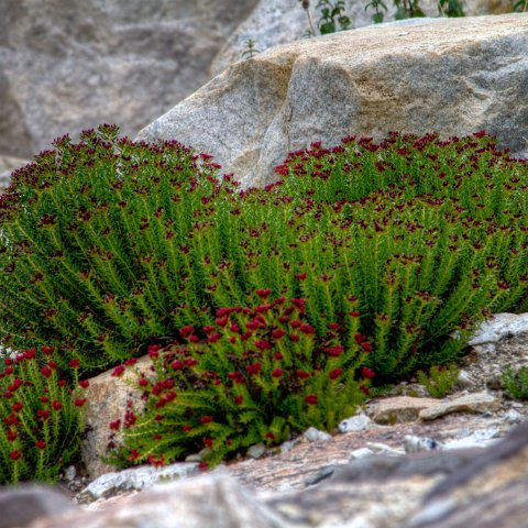 IMG 2151 2 2 2 3 2Enhancer : 2011, Flowers, Himalayas, India, Zanskar, hdr result