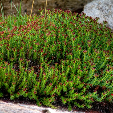 IMG 2154 2 5 2 6 2Enhancer : 2011, Flowers, Himalayas, India, Zanskar, hdr result