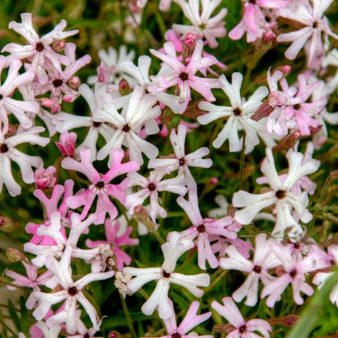 IMG 2157 2 8 2 9 2Enhancer : 2011, Flowers, Himalayas, India, Zanskar, hdr result