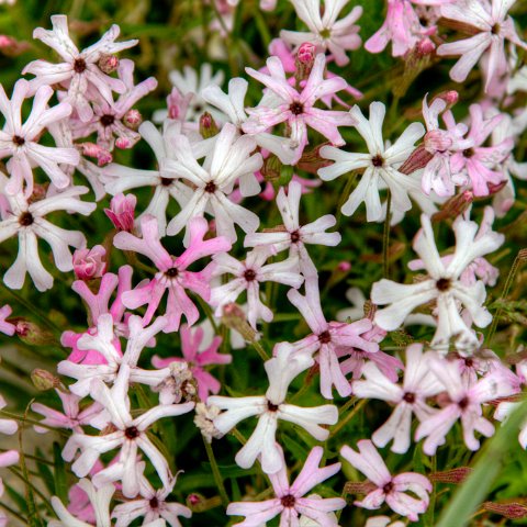 IMG 2160 2 1 2 2 2Enhancer : 2011, Flowers, Himalayas, India, Plants, Zanskar, hdr result