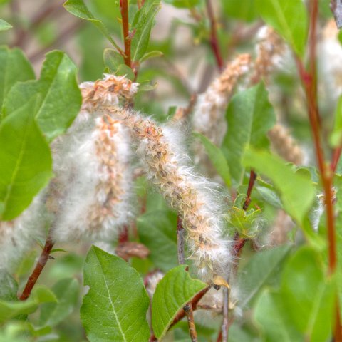 IMG 2214 2 5 2 6 2 : 2011, Flowers, Himalayas, India, Zanskar, hdr basis