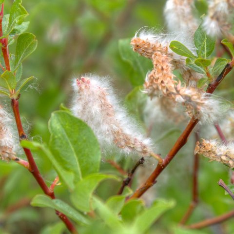 IMG 2217 2 8 2 9 2 : 2011, Himalayas, India, Zanskar, hdr basis