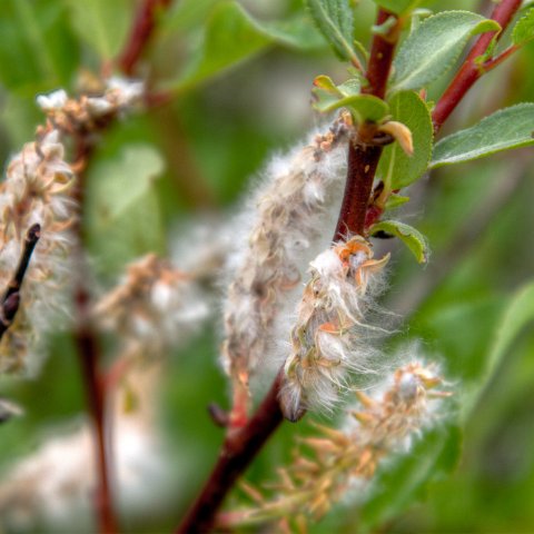 IMG 2220 2 1 2 2 2Enhancer : 2011, Himalayas, India, Zanskar, hdr result