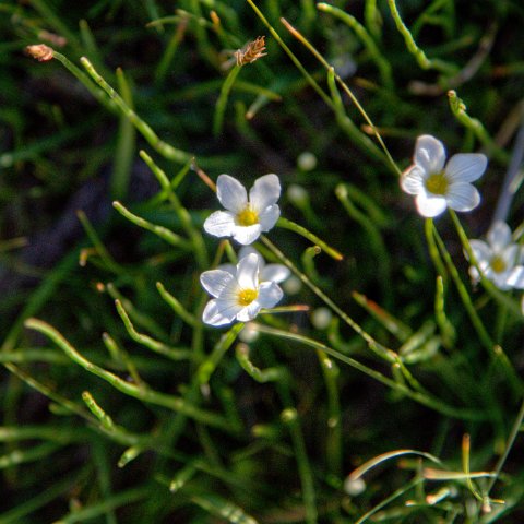 IMG 2912 3 4Enhancer : 2011, Flowers, Himalayas, India, Zanskar, hdr result