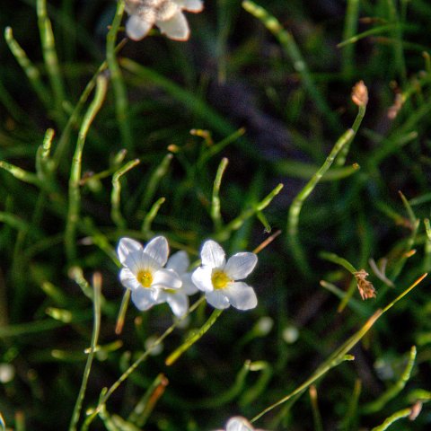 IMG 2915 6 7Enhancer : 2011, Flowers, Himalayas, India, Zanskar, hdr result