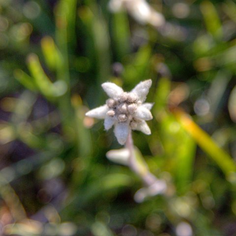 IMG 2918 19 20Enhancer : 2011, Flowers, Himalayas, India, Zanskar, hdr result