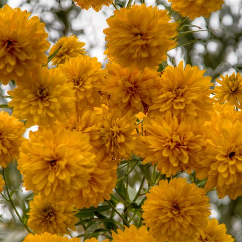 IMG 5982 3 4 : 2011, Flowers, Himalayas, India, Zanskar, hdr basis
