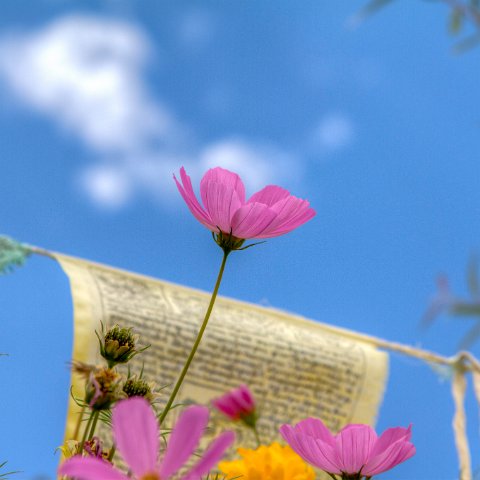 IMG 5985 6 7 : 2011, Flowers, Himalayas, India, Plants, Zanskar, hdr basis