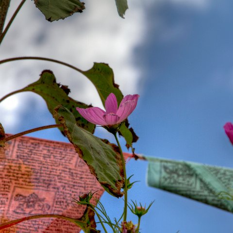 IMG 5988 89 90 : 2011, Flowers, Himalayas, India, Plants, Zanskar, hdr basis