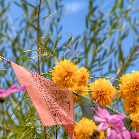 IMG 5991 2 3 : 2011, Flowers, Himalayas, India, Plants, Zanskar, hdr basis